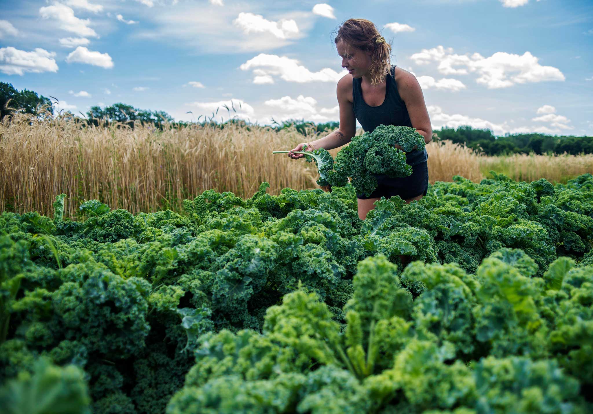 Photo of a woman harvesting kale in a sunny farm field.